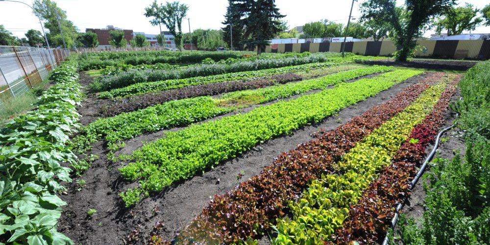 Edmonton Urban Farm Grow with Us Explore Edmonton