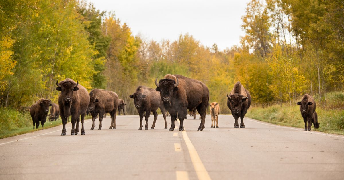 Elk Island National Park Explore Edmonton Explore Edmonton