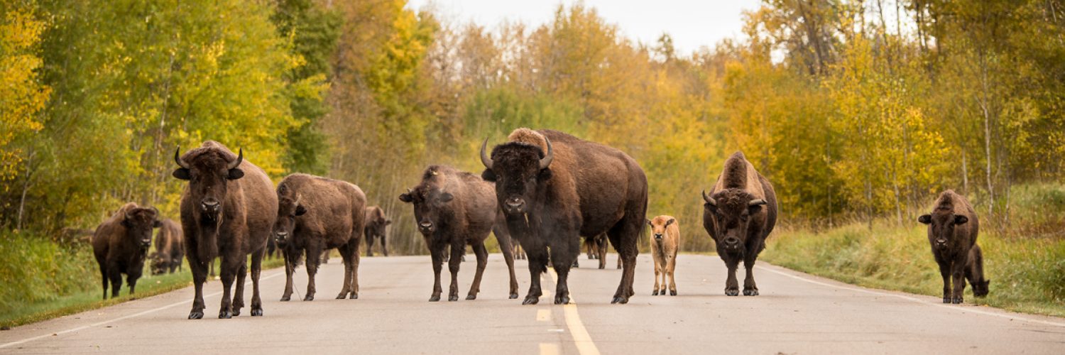 Elk Island National Park Explore Edmonton