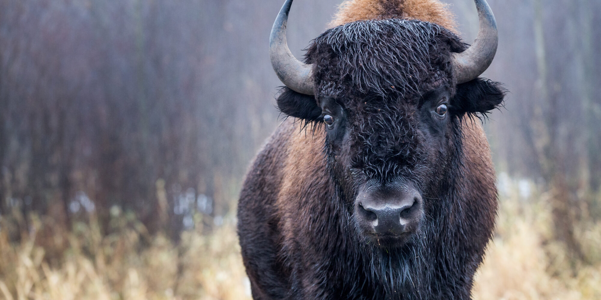 Elk Island National Park Explore Edmonton