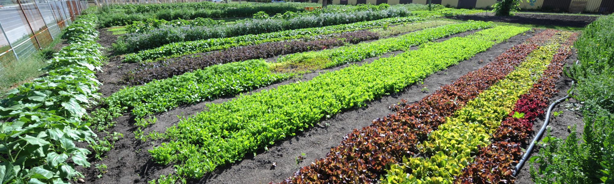 Edmonton Urban Farm Grow with Us Explore Edmonton