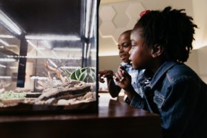 Two children look at bugs behind glass at the Royal Alberta Museum.