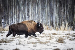 A bison walks through the snow at Elk Island National Park
