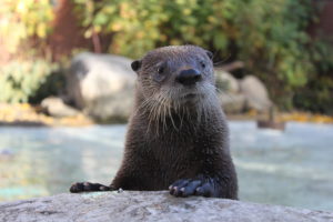 An otter pokes his head out of the water at the Edmonton Valley Zoo.