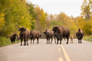 bison in the middle of the road