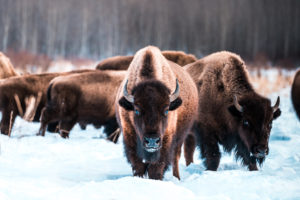 Edmonton Elk Island National Park Explore Edmonton