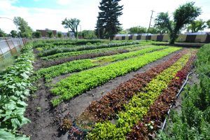 Herbs growing in rows at Urban Farm.