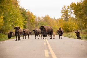 herd of bison on the road at Elk Island National Park
