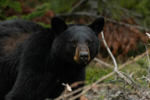 Black bear