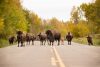 herd of bison on the road at Elk Island National Park