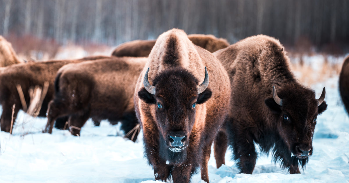 Elk Island National Park Explore Edmonton
