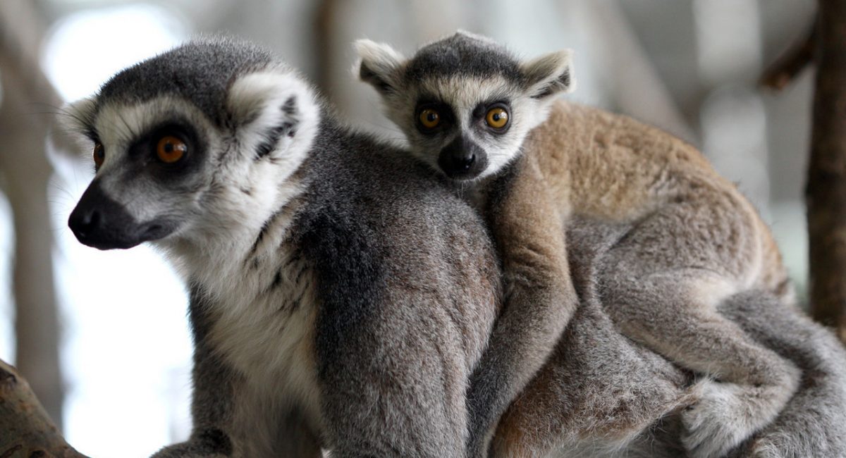Edmonton Valley Zoo Explore Edmonton