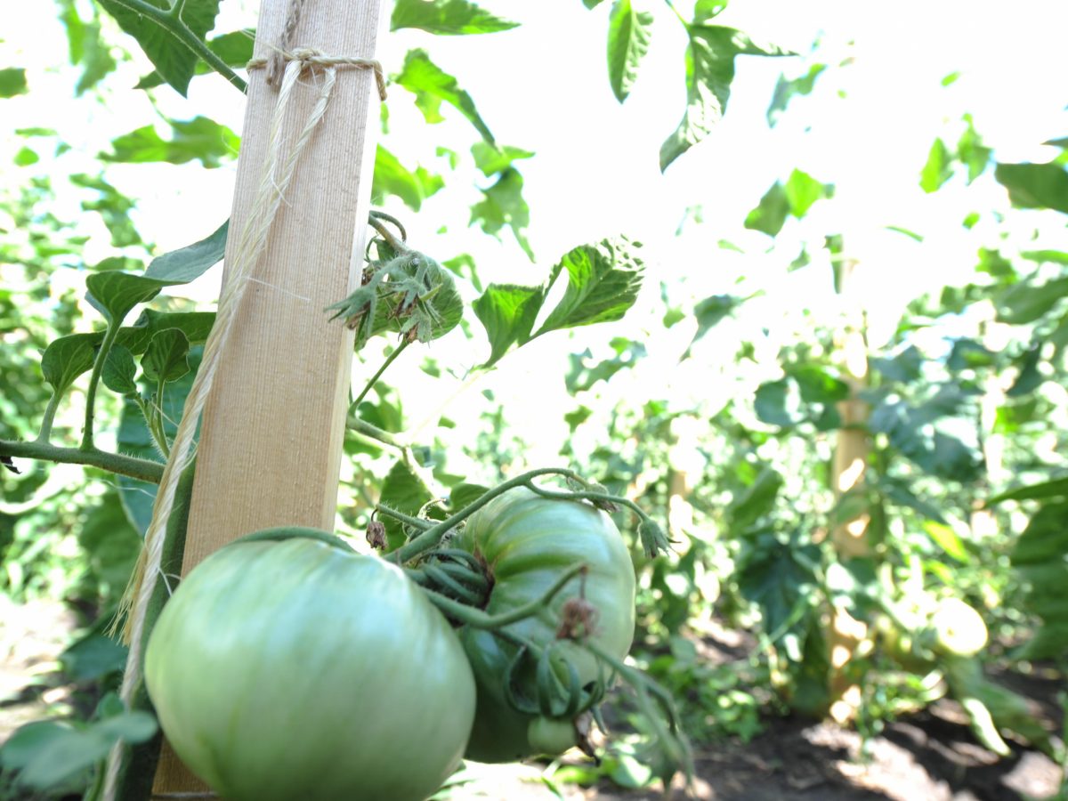 Edmonton Urban Farm Open Farm Days Explore Edmonton   Edmonton Urban Farm Tomato Plant Close Up.JPG