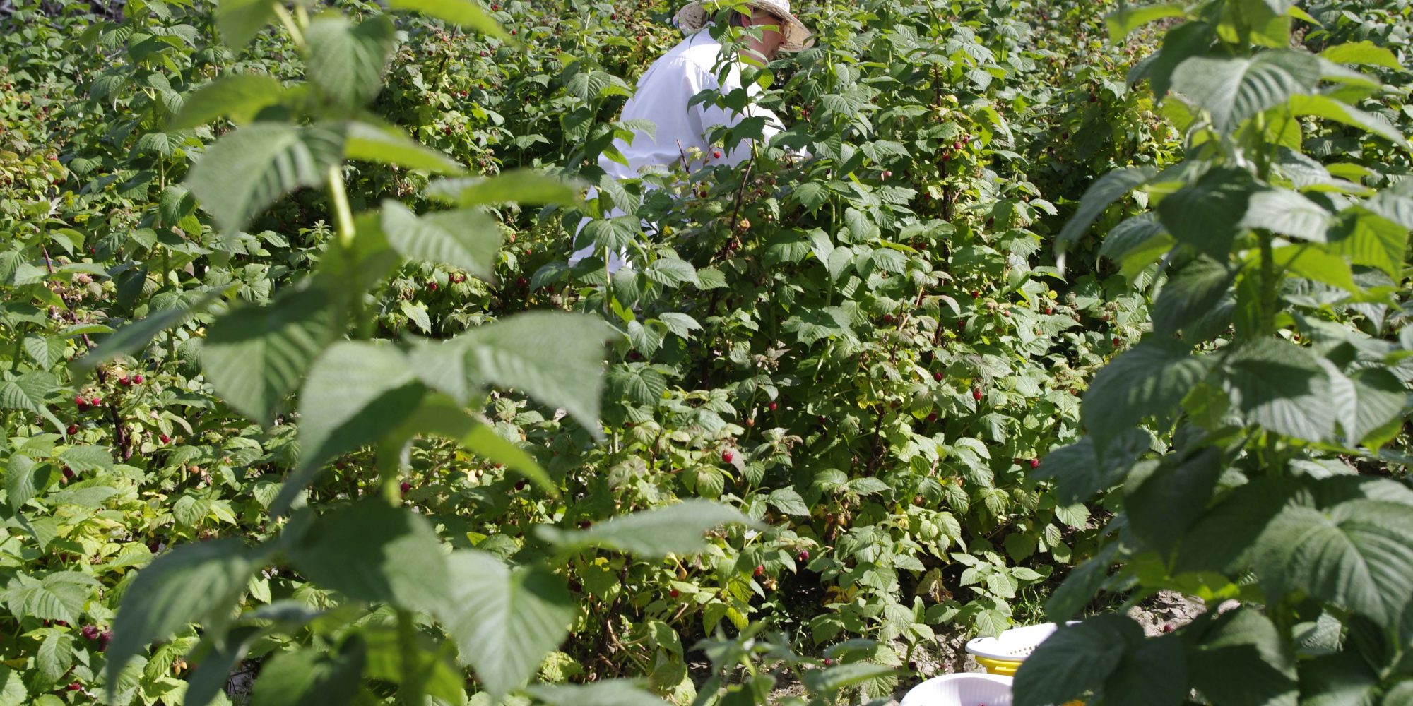 Barr Estate Winery Explore Edmonton