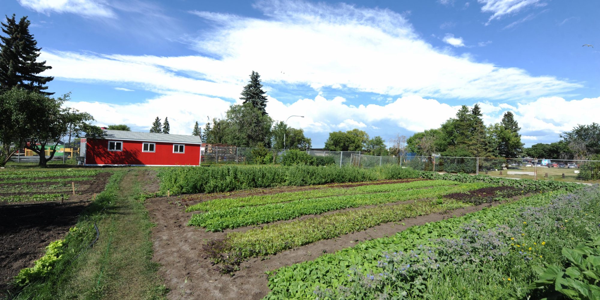 Edmonton Urban Farm Explore Edmonton   Edmonton Urban Farm Field.JPG