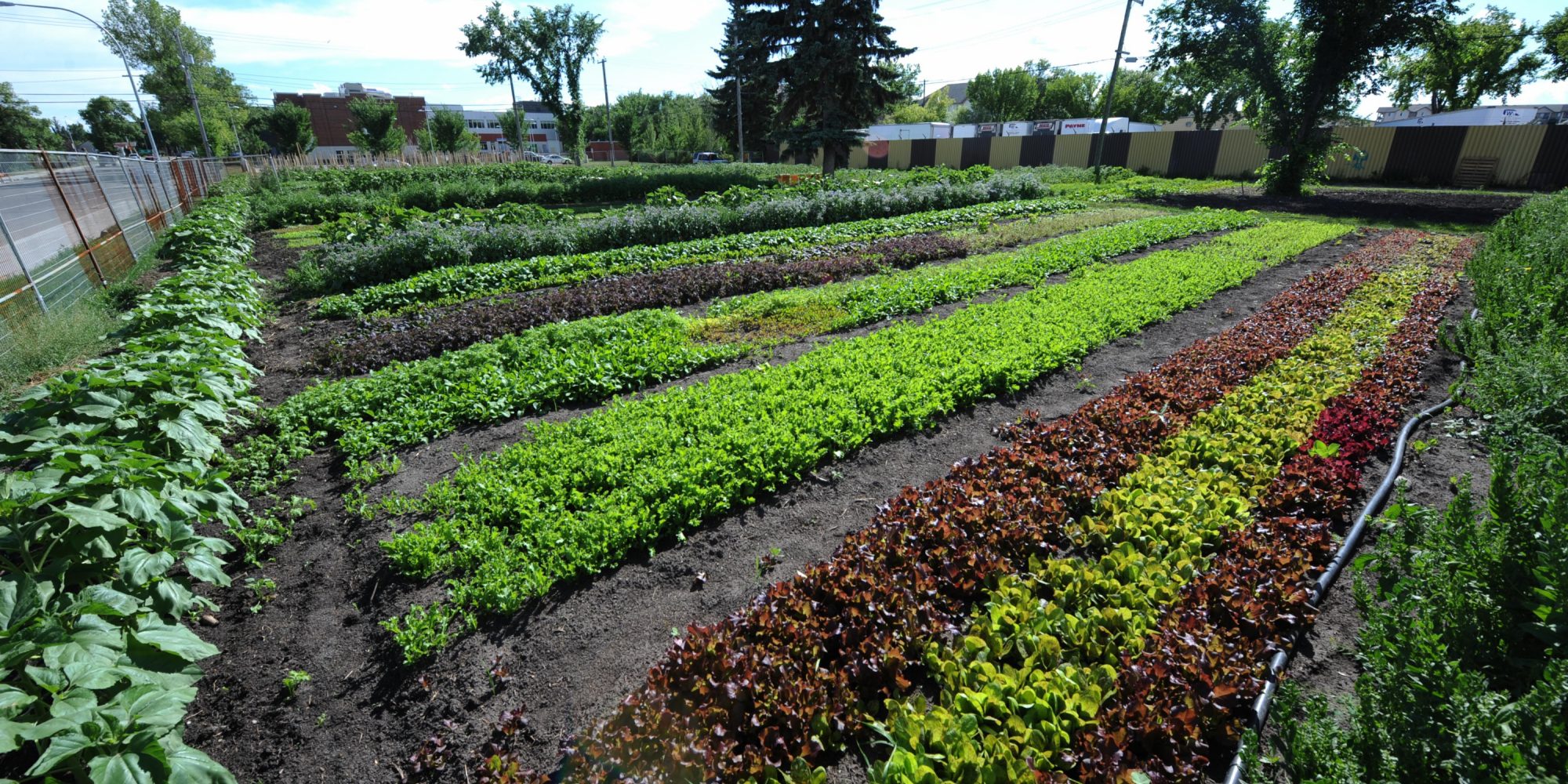 Edmonton Urban Farm Explore Edmonton   Edmonton Urban Farm Crops.JPG