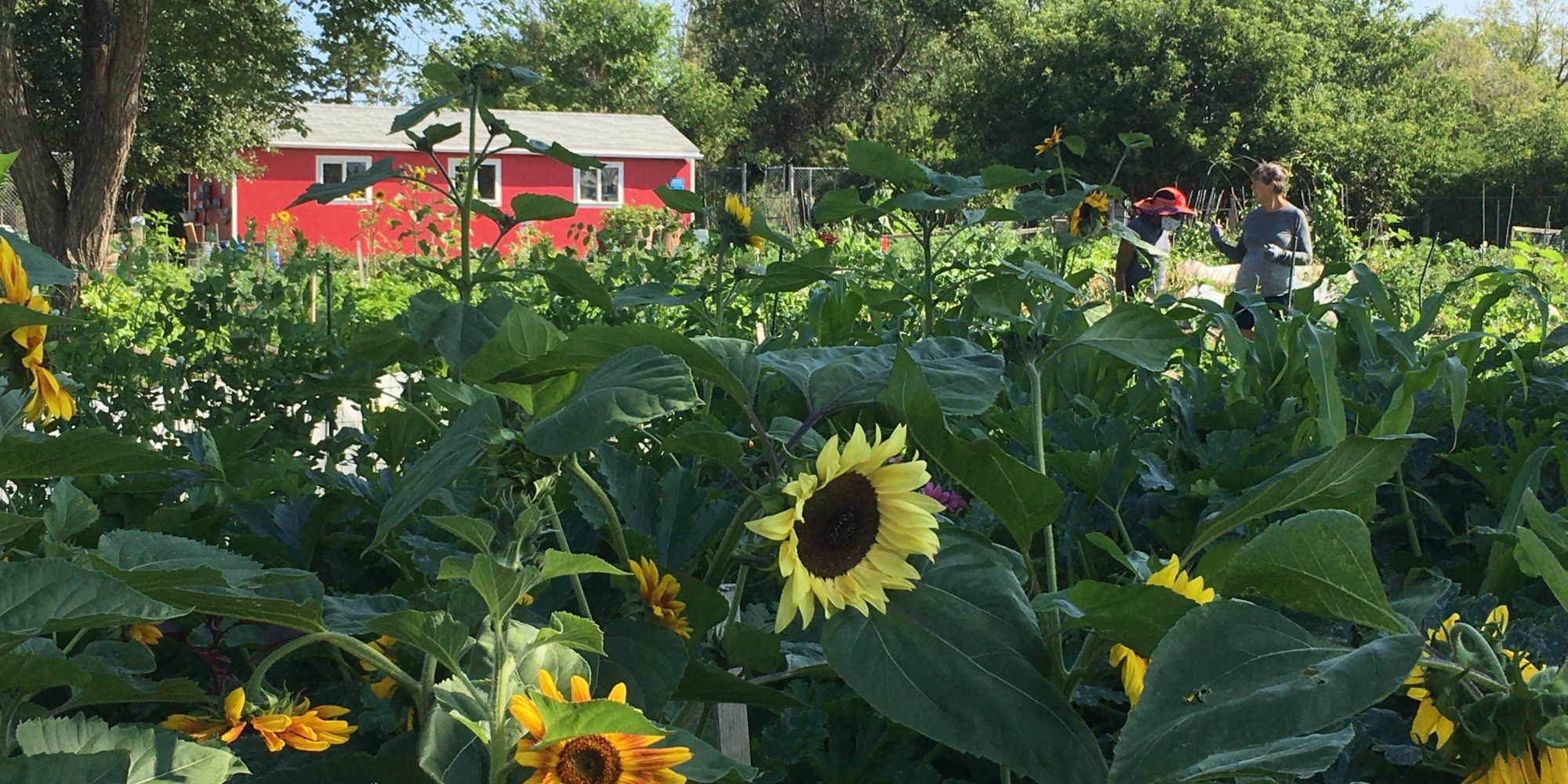 Edmonton Urban Farm Grow with Us Explore Edmonton