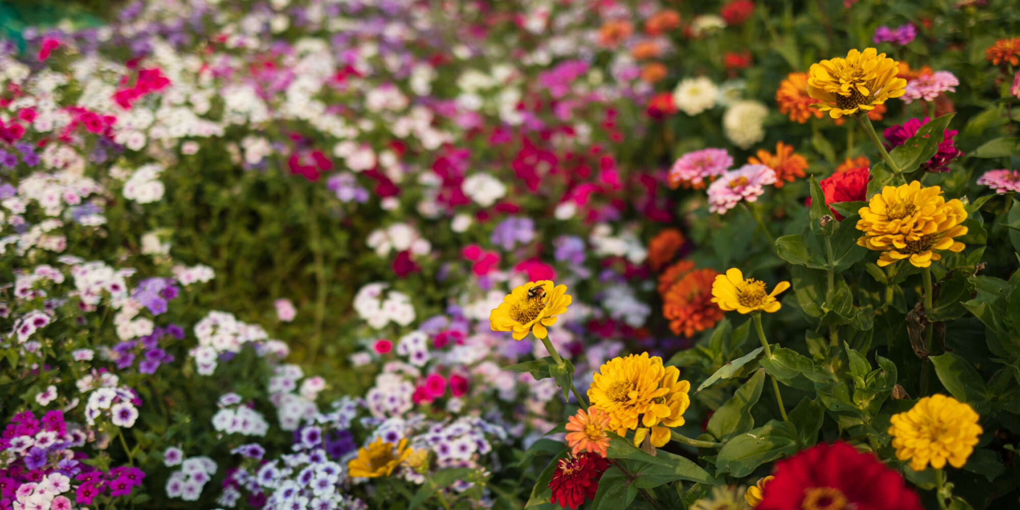 Fern's Flowers Garden Explore Edmonton