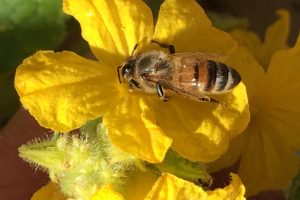 A bee lands on a yellow flower at Edmonton Urban Farm.