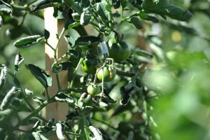 A close up shot of a tomato plant at the Edmonton Urban Farm.