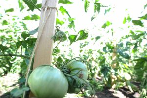 A close up shot of a tomato plant at the Edmonton Urban Farm.