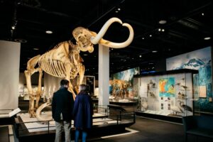A couple stands together and admires a mammoth skeleton at The Royal Alberta Museum in Edmonton.