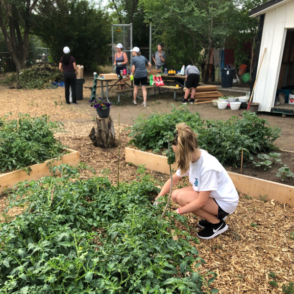 Edmonton Urban Farm Frequently Asked Questions Explore Edmonton