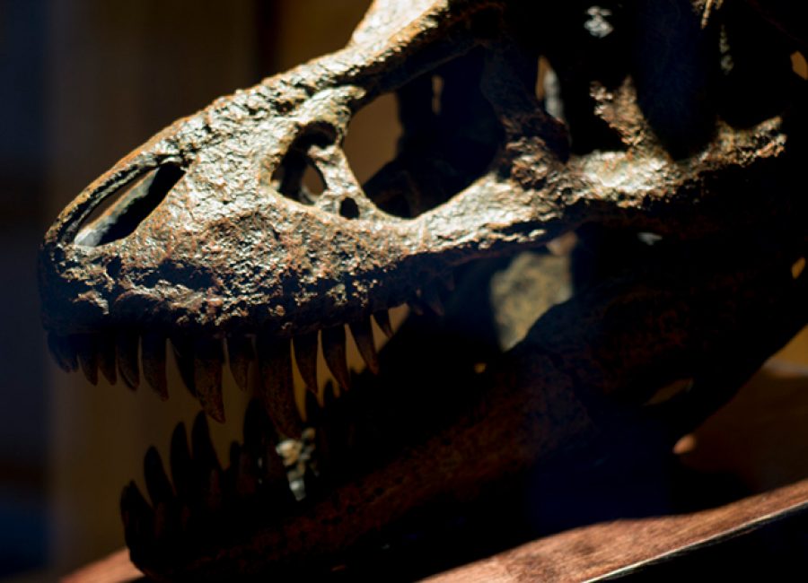 telus world of science dinosaur exhibit