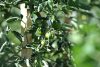 A close up shot of a tomato plant at the Edmonton Urban Farm.