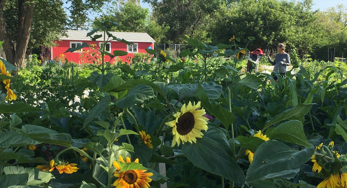 Edmonton Urban Farm Explore Edmonton