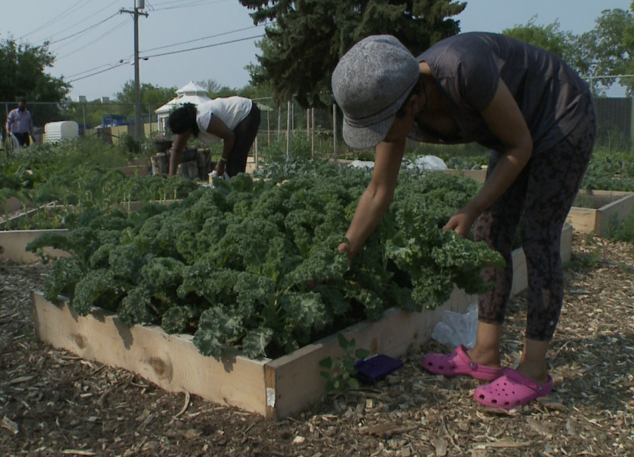 Edmonton Urban Farm Explore Edmonton