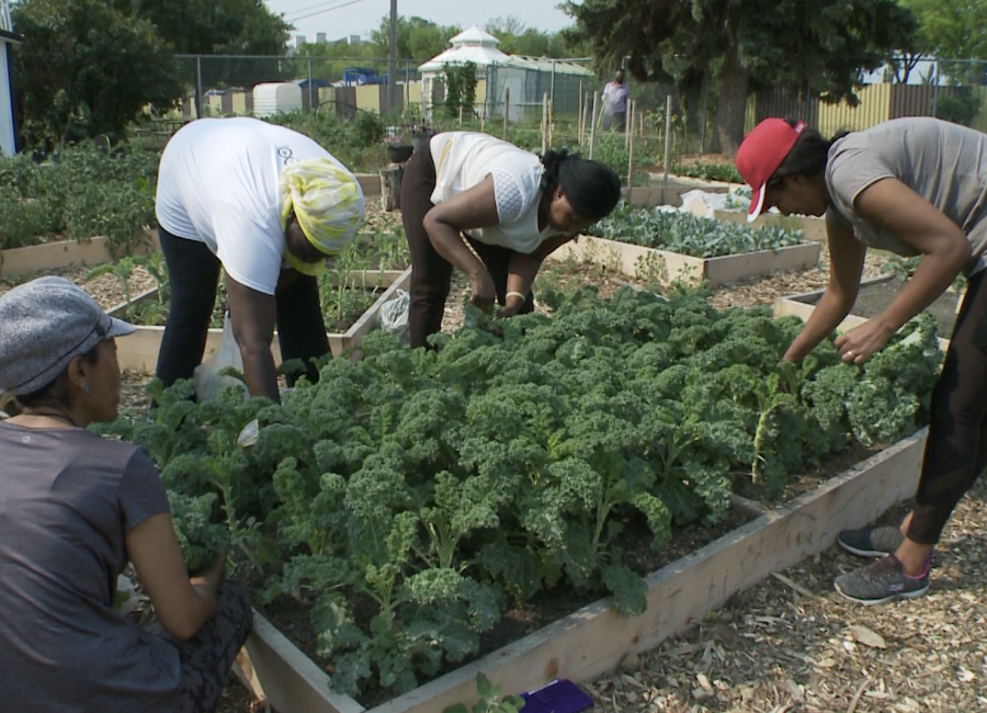 Edmonton Urban Farm Explore Edmonton