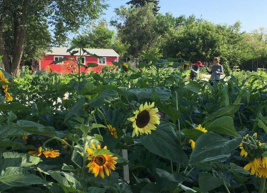 Edmonton Urban Farm Explore Edmonton   Edmonton Urban Farm Sunflowers.JPG