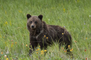 A brown bear.